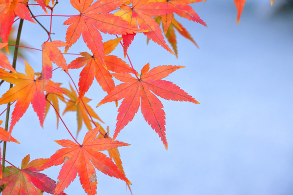 秋の紅葉