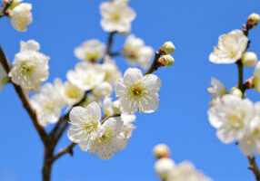 梅の花